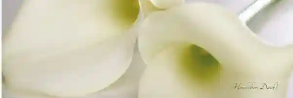 Dankeskarte Calla quer