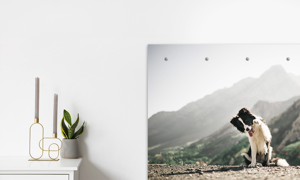 PVC Banner mit Ösen als Wandbild bedrucken lassen, Motiv Hund in Natur