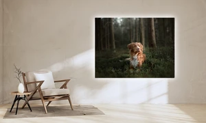 Transparente Klebefolie mit Beleuchtung an Wand, Motiv Hund